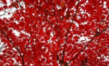 風(fēng)吹，楓動(dòng)，心飛